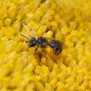 Lasioglossum (Chilalictus) sp. (genus & subgenus) at Acton, ACT - 12 Nov 2018 01:52 PM