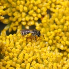 Lasioglossum (Chilalictus) sp. (genus & subgenus) at Acton, ACT - 12 Nov 2018 01:52 PM