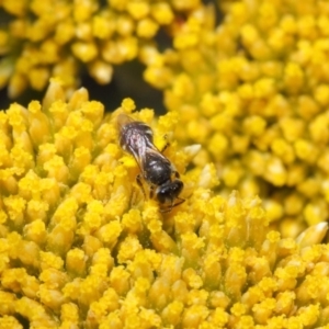 Lasioglossum (Chilalictus) sp. (genus & subgenus) at Acton, ACT - 12 Nov 2018 01:52 PM