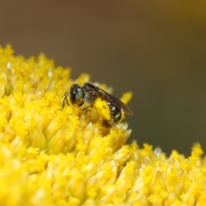 Lasioglossum (Chilalictus) sp. (genus & subgenus) at Acton, ACT - 12 Nov 2018 01:52 PM