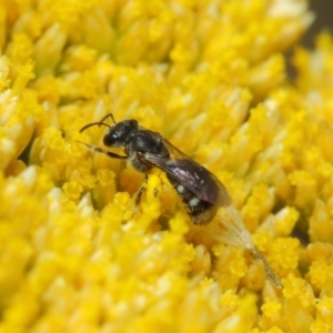 Lasioglossum (Chilalictus) sp. (genus & subgenus) at Acton, ACT - 12 Nov 2018 01:52 PM