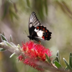 Papilio aegeus (Orchard Swallowtail, Large Citrus Butterfly) at Acton, ACT - 12 Nov 2018 by TimL