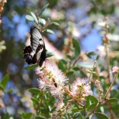 Papilio aegeus at Acton, ACT - 12 Nov 2018 12:19 PM