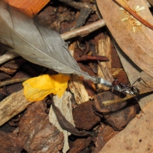 Iridomyrmex purpureus at Acton, ACT - 10 Nov 2018