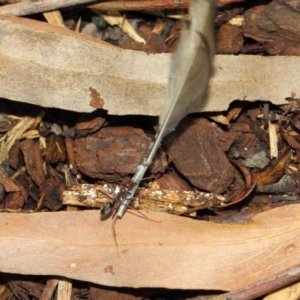 Iridomyrmex purpureus at Acton, ACT - 10 Nov 2018