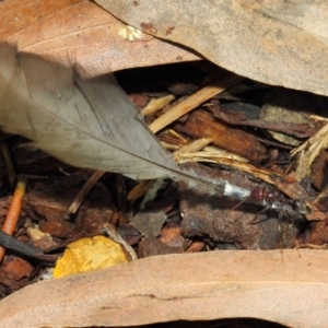 Iridomyrmex purpureus at Acton, ACT - 10 Nov 2018