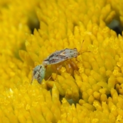 Lygaeidae (family) (Seed bug) at Acton, ACT - 12 Nov 2018 by TimL