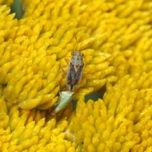 Lygaeidae (family) at Acton, ACT - 12 Nov 2018