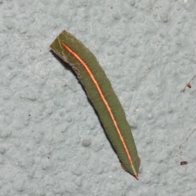 Fisera (genus) (Unidentified Fisera moths) at Hackett, ACT - 10 Nov 2018 by TimL