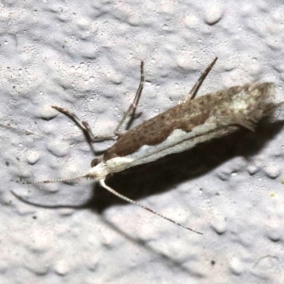 Plutella xylostella (Diamondback Moth) at Ainslie, ACT - 17 Nov 2018 by jb2602