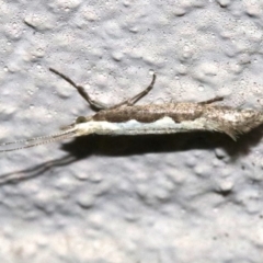 Plutella xylostella at Ainslie, ACT - 17 Nov 2018