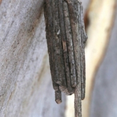 Clania ignobilis (Faggot Case Moth) at Farrer, ACT - 15 Nov 2018 by jbromilow50