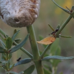 Podagrionini (tribe) (Unidentified mantis parasite wasp) at Paddys River, ACT - 28 Dec 2014 by MichaelBedingfield