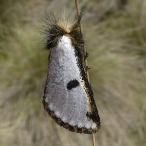 Epicoma melanospila at Tennent, ACT - 2 Nov 2018