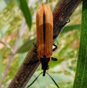 Rhinotia haemoptera at Cotter River, ACT - 28 Dec 2017 11:47 AM