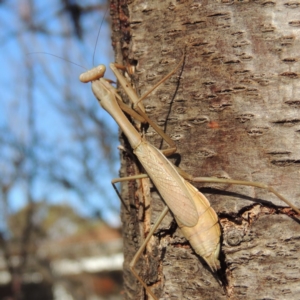 Archimantis sp. (genus) at Conder, ACT - 8 Jul 2018