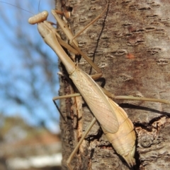 Archimantis sp. (genus) at Conder, ACT - 8 Jul 2018