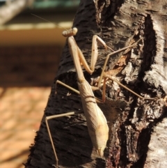 Pseudomantis albofimbriata at Conder, ACT - 8 Jul 2018 11:33 AM