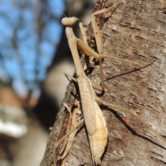 Archimantis sp. (genus) at Conder, ACT - 8 Jul 2018