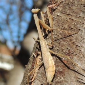 Archimantis sp. (genus) at Conder, ACT - 8 Jul 2018