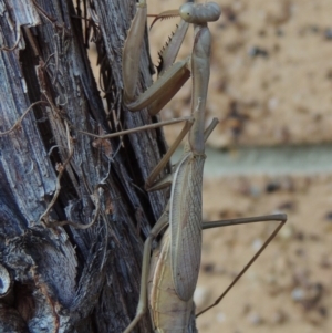 Pseudomantis albofimbriata at Conder, ACT - 8 Jul 2018 11:33 AM