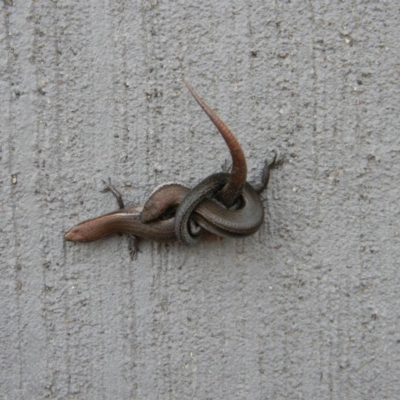 Lampropholis delicata (Delicate Skink) at Tathra, NSW - 30 Dec 2017 by SteveMills