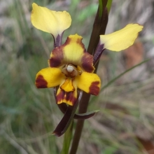 Diuris pardina at Cotter River, ACT - suppressed