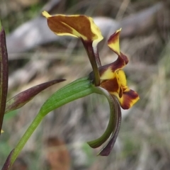 Diuris pardina at Cotter River, ACT - suppressed