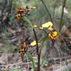 Diuris pardina at Cotter River, ACT - suppressed