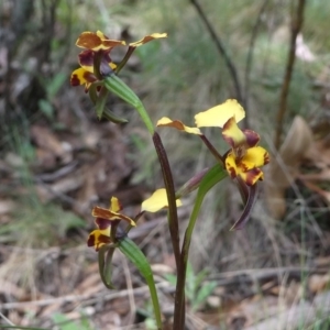 Diuris pardina at Cotter River, ACT - suppressed