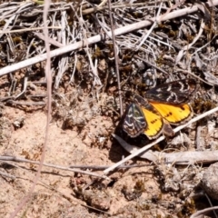 Synemon plana (Golden Sun Moth) at Forde, ACT - 15 Nov 2018 by DPRees125
