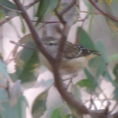 Pardalotus punctatus (Spotted Pardalote) at Paddys River, ACT - 11 Mar 2014 by MichaelBedingfield