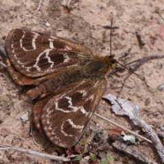 Synemon plana (Golden Sun Moth) at Forde, ACT - 10 Nov 2018 by DPRees125