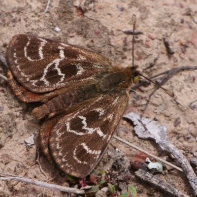 Synemon plana (Golden Sun Moth) at Forde, ACT - 10 Nov 2018 by DPRees125
