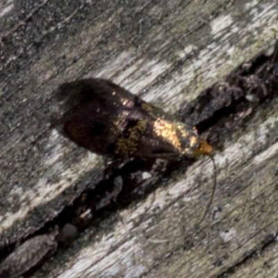 Nemophora (genus) (A Fairy Moth) at ANBG - 17 Nov 2018 by JudithRoach
