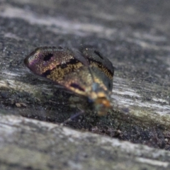 Nemophora (genus) at Acton, ACT - 18 Nov 2018 09:44 AM