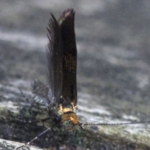 Nemophora (genus) at Acton, ACT - 18 Nov 2018 09:44 AM