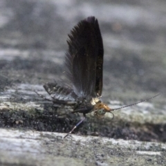 Nemophora (genus) at Acton, ACT - 18 Nov 2018 09:44 AM