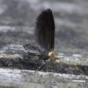 Nemophora (genus) at Acton, ACT - 18 Nov 2018