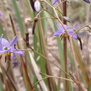 Dianella revoluta var. revoluta at Kambah, ACT - 18 Nov 2018