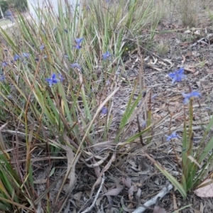 Dianella revoluta var. revoluta at Kambah, ACT - 18 Nov 2018