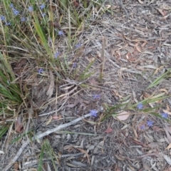 Dianella revoluta var. revoluta at Kambah, ACT - 18 Nov 2018 01:48 PM