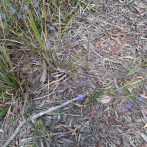 Dianella revoluta var. revoluta at Kambah, ACT - 18 Nov 2018