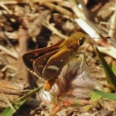 Taractrocera papyria (White-banded Grass-dart) at Stromlo, ACT - 18 Nov 2018 by JohnBundock