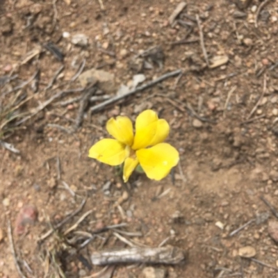 Goodenia pinnatifida (Scrambled Eggs) at Hughes, ACT - 18 Nov 2018 by KL