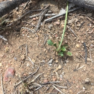 Goodenia pinnatifida at Hughes, ACT - 18 Nov 2018 03:41 PM