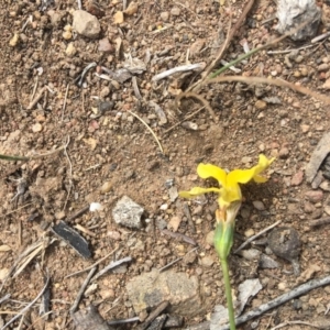 Goodenia pinnatifida at Hughes, ACT - 18 Nov 2018 03:41 PM