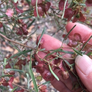 Dodonaea viscosa subsp. angustissima at Deakin, ACT - 18 Nov 2018