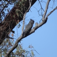 Callocephalon fimbriatum (Gang-gang Cockatoo) at O'Malley, ACT - 18 Nov 2018 by Mike