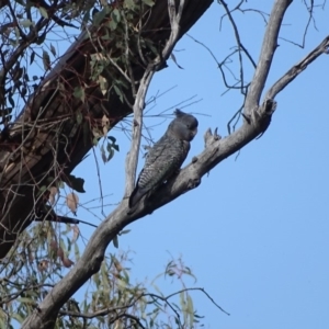 Callocephalon fimbriatum at O'Malley, ACT - suppressed